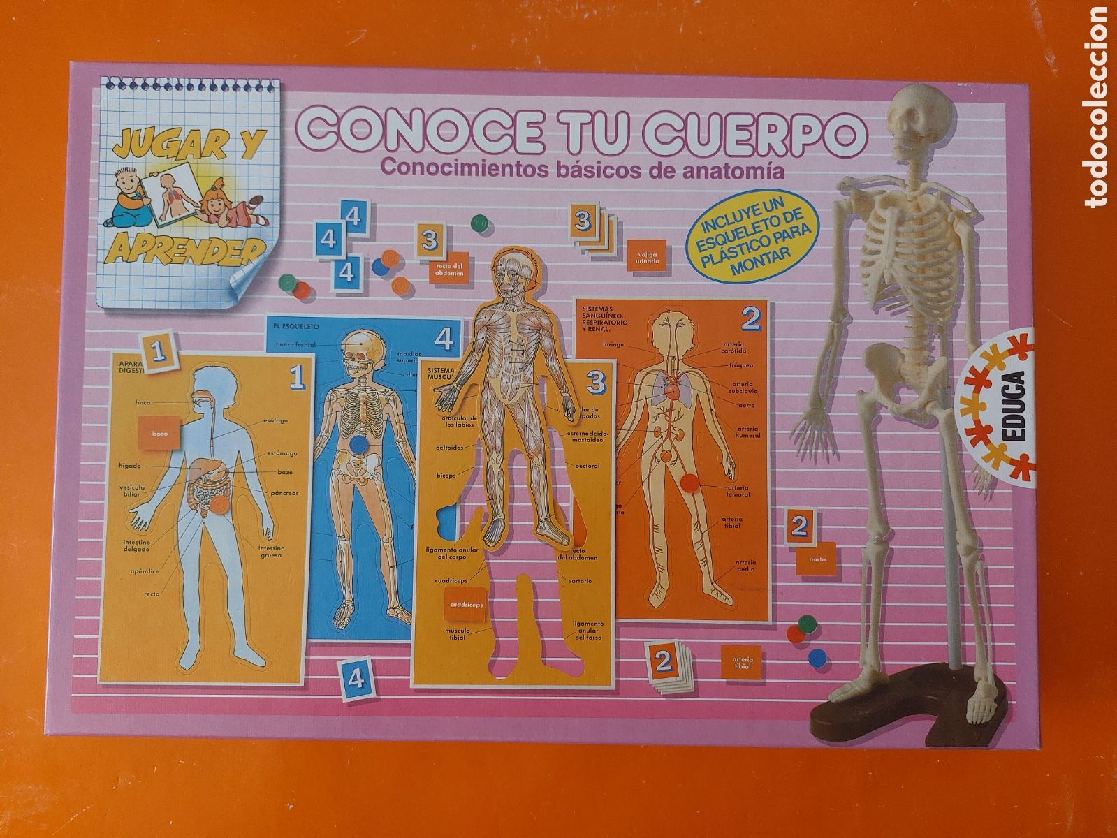 Juegos educativos: CONOCE TU CUERPO # CONOCIMIENTOS B&Aacute;SICOS DE ANATOMIA # EDUCA - Foto 1