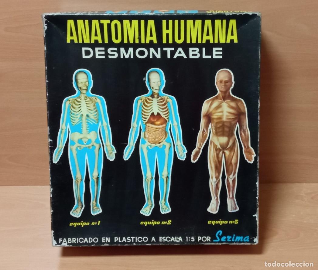 Milanuncios - JUEGO ANATOMIA HUMANA SERIMA EQUIPO Nº 4