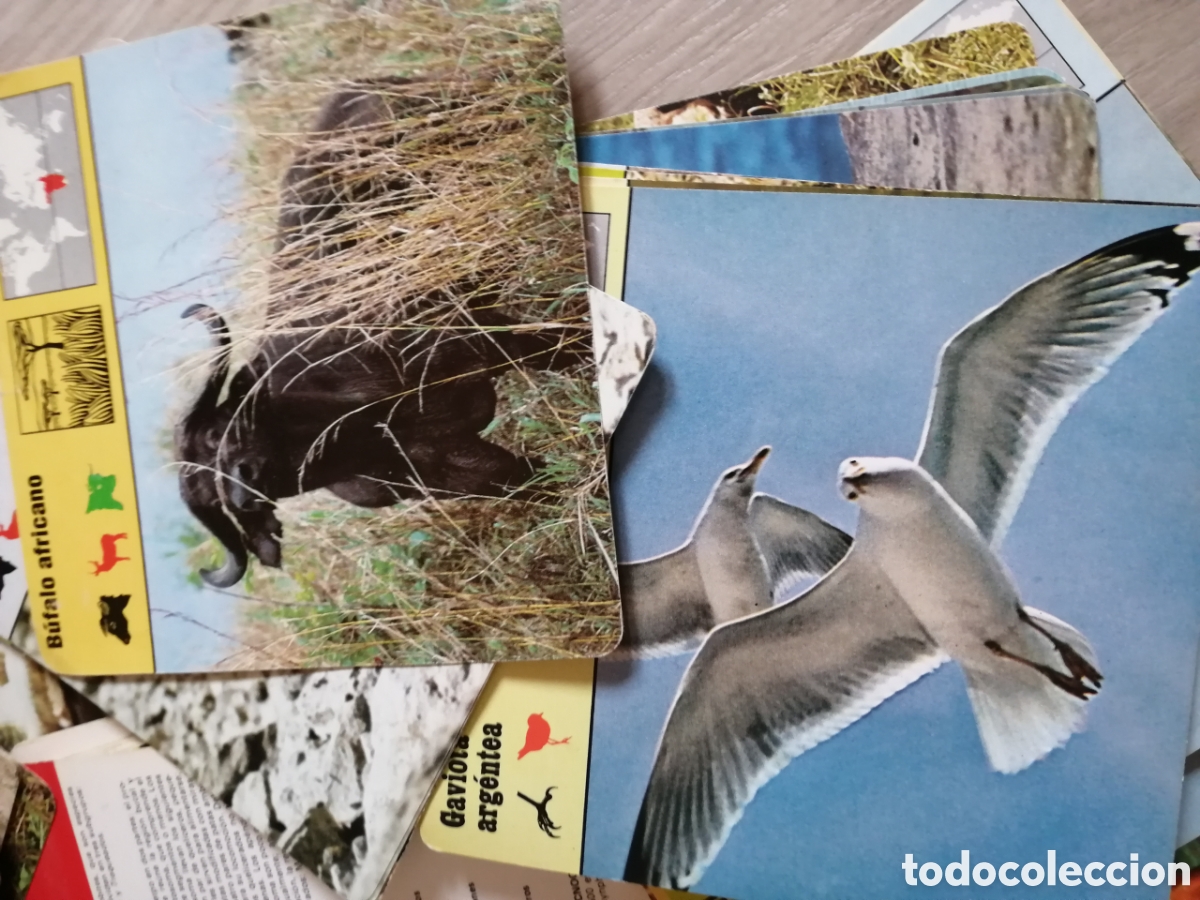 Juegos educativos: Fichas de animales - Foto 3