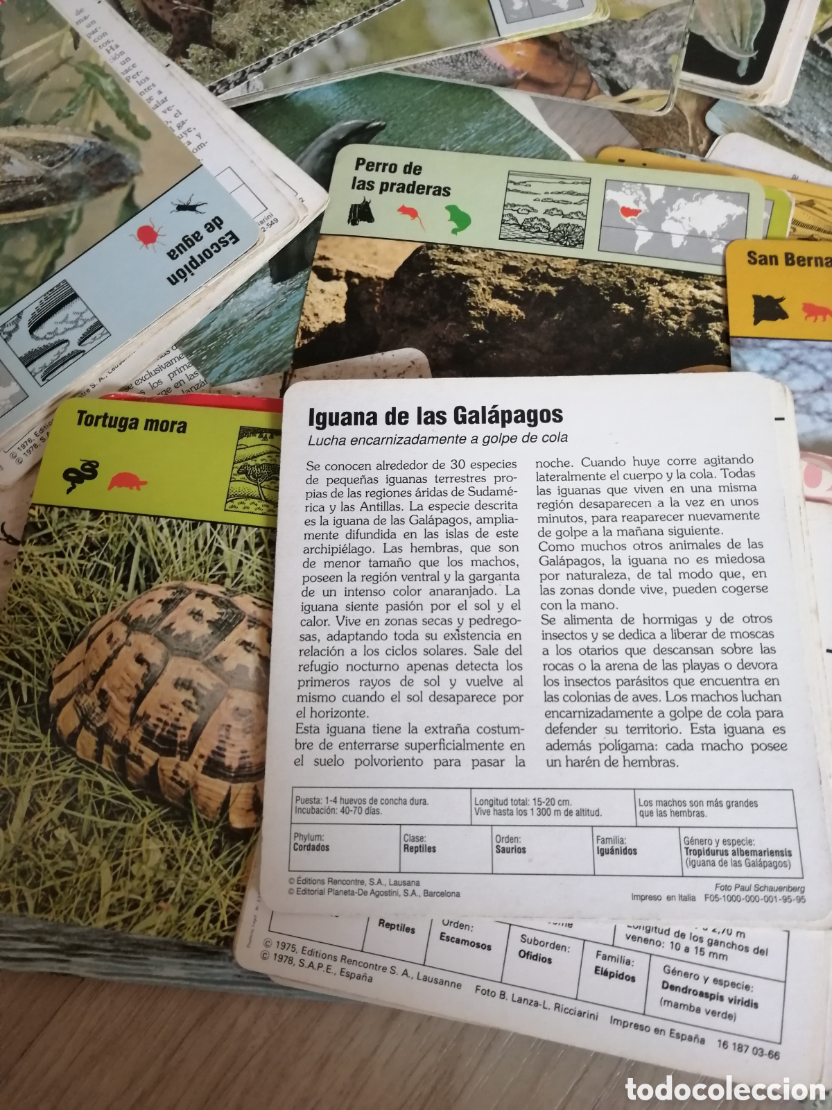 Juegos educativos: Fichas de animales - Foto 5