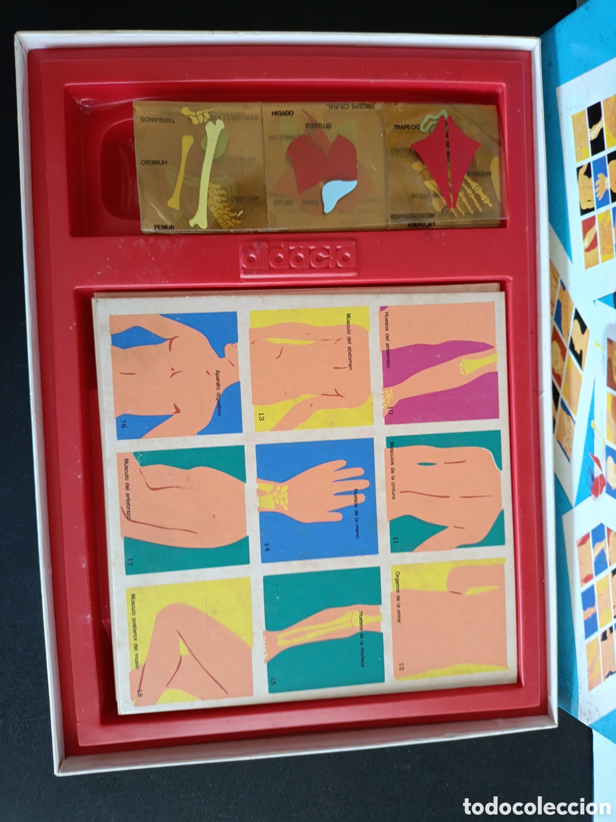 Juegos educativos: Loto de Nuestro Cuerpo. - Foto 3