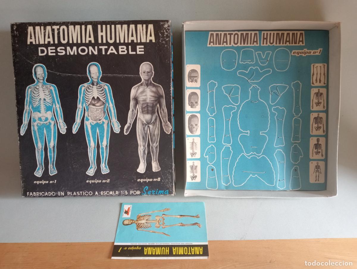 Juegos educativos: Anatom&iacute;a humana Serima - Foto 2
