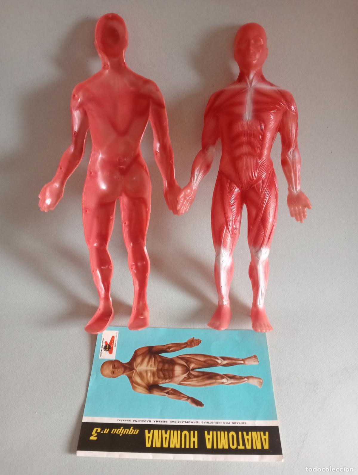 Juegos educativos: Anatom&iacute;a humana Serima - Foto 7
