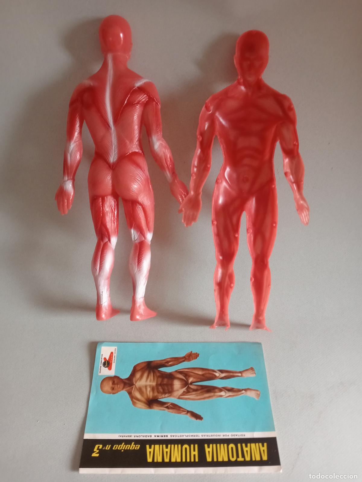 Juegos educativos: Anatom&iacute;a humana Serima - Foto 8