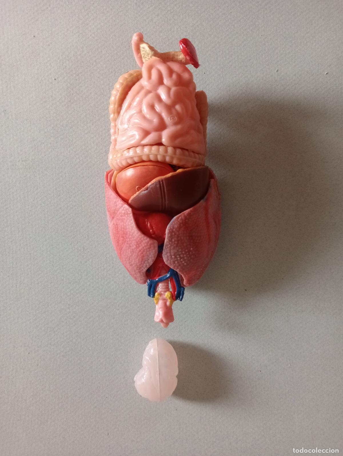 Juegos educativos: Anatom&iacute;a humana Serima - Foto 9