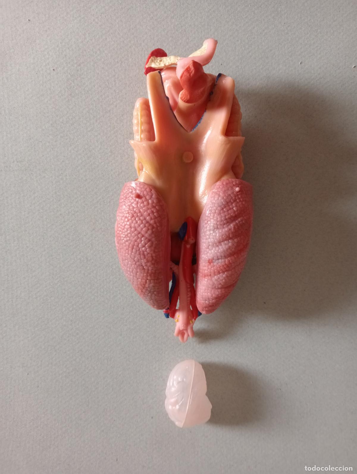 Juegos educativos: Anatom&iacute;a humana Serima - Foto 10