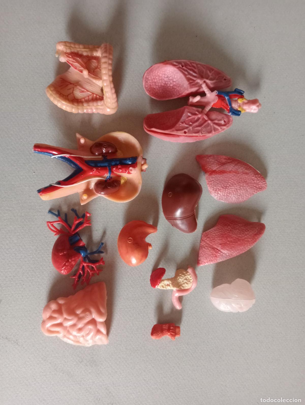 Juegos educativos: Anatom&iacute;a humana Serima - Foto 11
