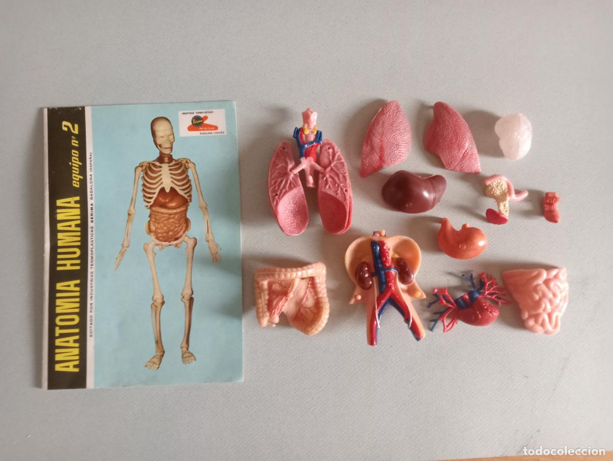 Juegos educativos: Anatom&iacute;a humana Serima - Foto 12
