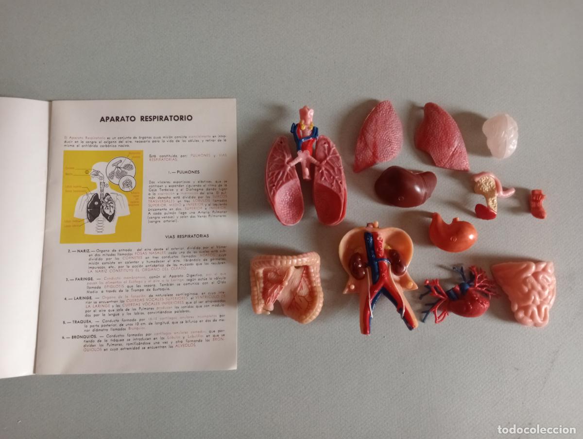 Juegos educativos: Anatom&iacute;a humana Serima - Foto 13