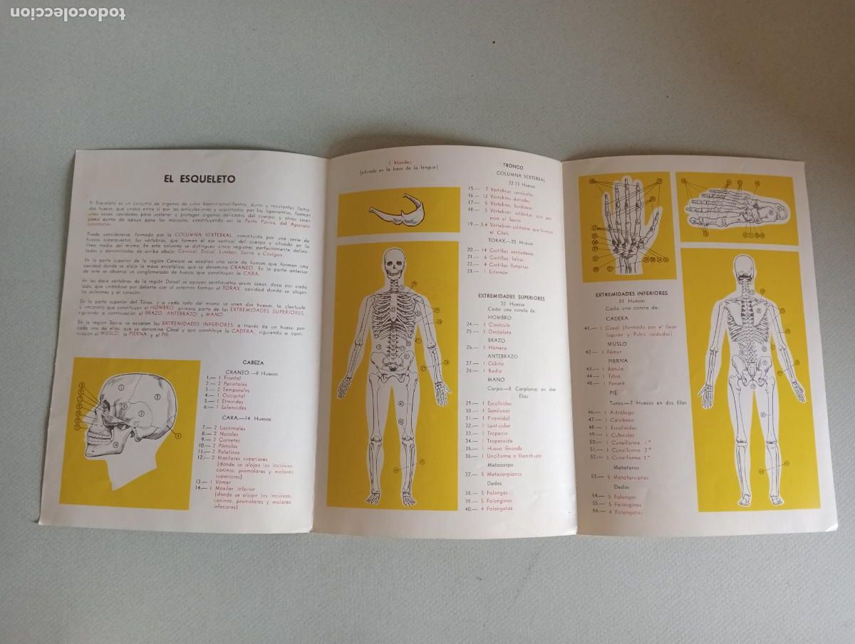 Juegos educativos: Anatom&iacute;a humana Serima - Foto 14