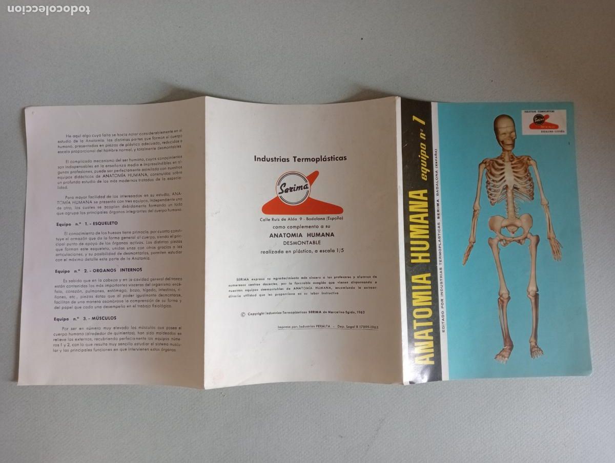 Juegos educativos: Anatom&iacute;a humana Serima - Foto 15