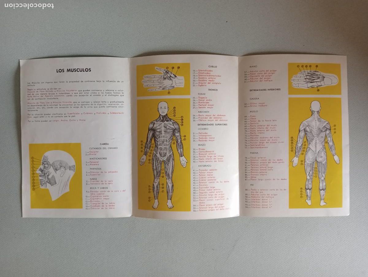 Juegos educativos: Anatom&iacute;a humana Serima - Foto 17