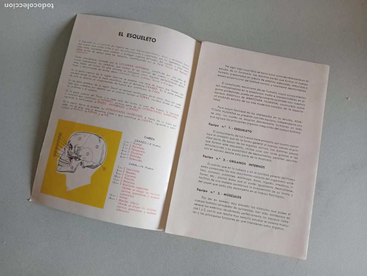 Juegos educativos: Anatom&iacute;a humana Serima - Foto 18
