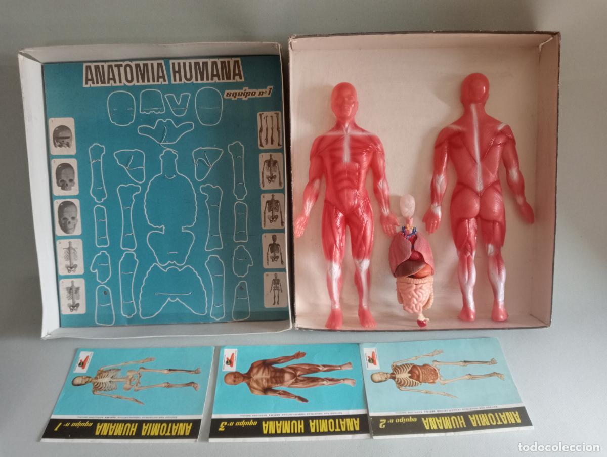 Juegos educativos: Anatom&iacute;a humana Serima - Foto 1