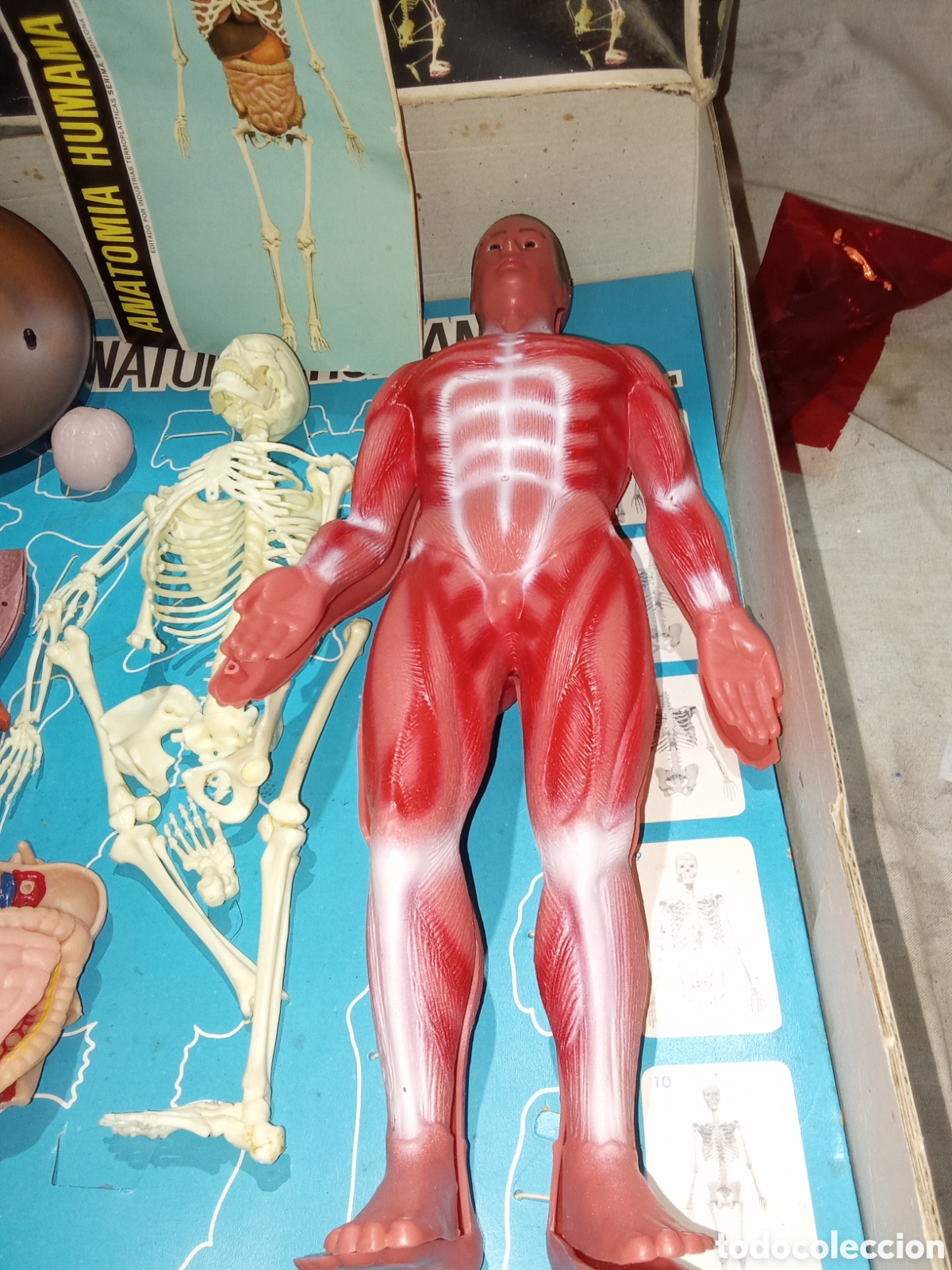 Juegos educativos: ANATOM&Iacute;A HUMANA DE SERIMA EN CAJA - Foto 2