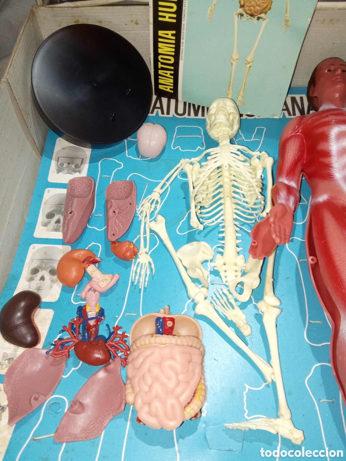 Juegos educativos: ANATOM&Iacute;A HUMANA DE SERIMA EN CAJA - Foto 3