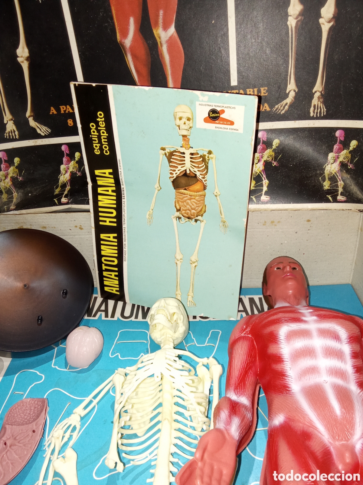 Juegos educativos: ANATOM&Iacute;A HUMANA DE SERIMA EN CAJA - Foto 4