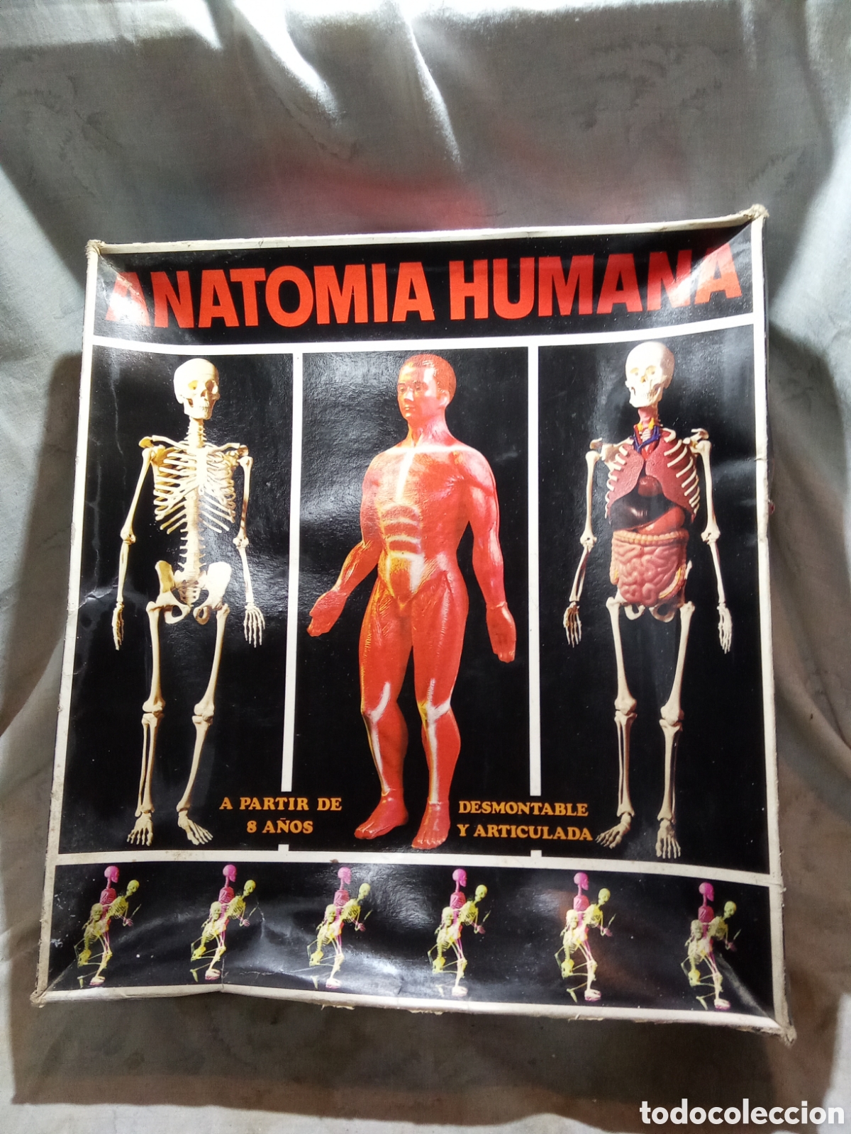 Juegos educativos: ANATOM&Iacute;A HUMANA DE SERIMA EN CAJA - Foto 5