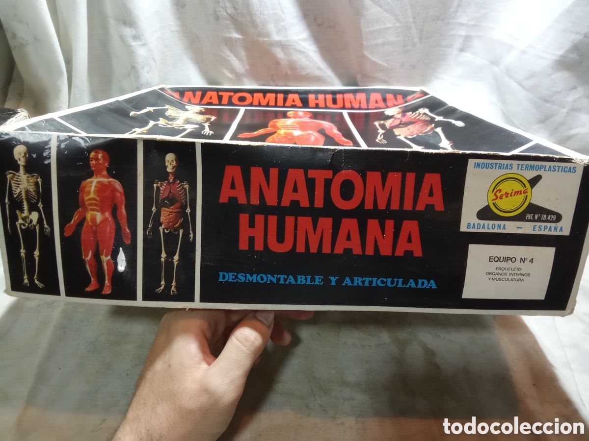 Juegos educativos: ANATOM&Iacute;A HUMANA DE SERIMA EN CAJA - Foto 6