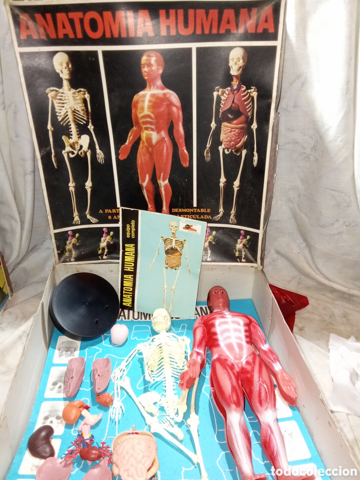 Juegos educativos: ANATOM&Iacute;A HUMANA DE SERIMA EN CAJA - Foto 1