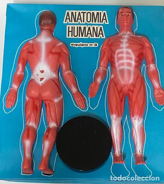 Juegos educativos: Anatomia Humana. Serimar. 1970s - Foto 2