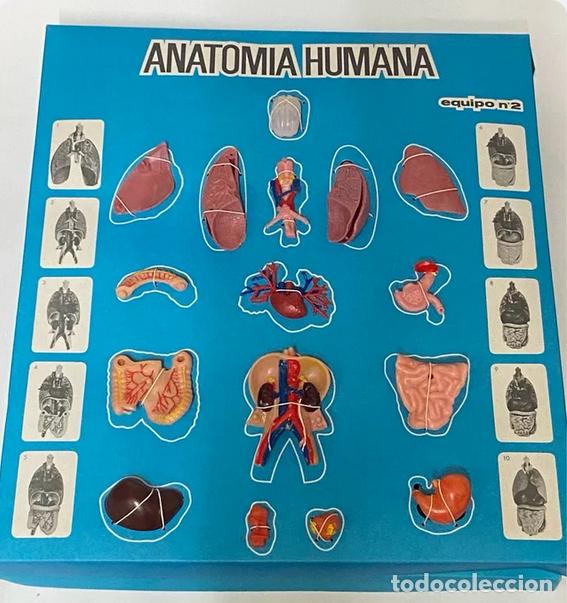 Juegos educativos: Anatomia Humana. Serimar. 1970s - Foto 3