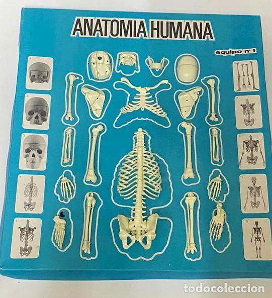 Juegos educativos: Anatomia Humana. Serimar. 1970s - Foto 4