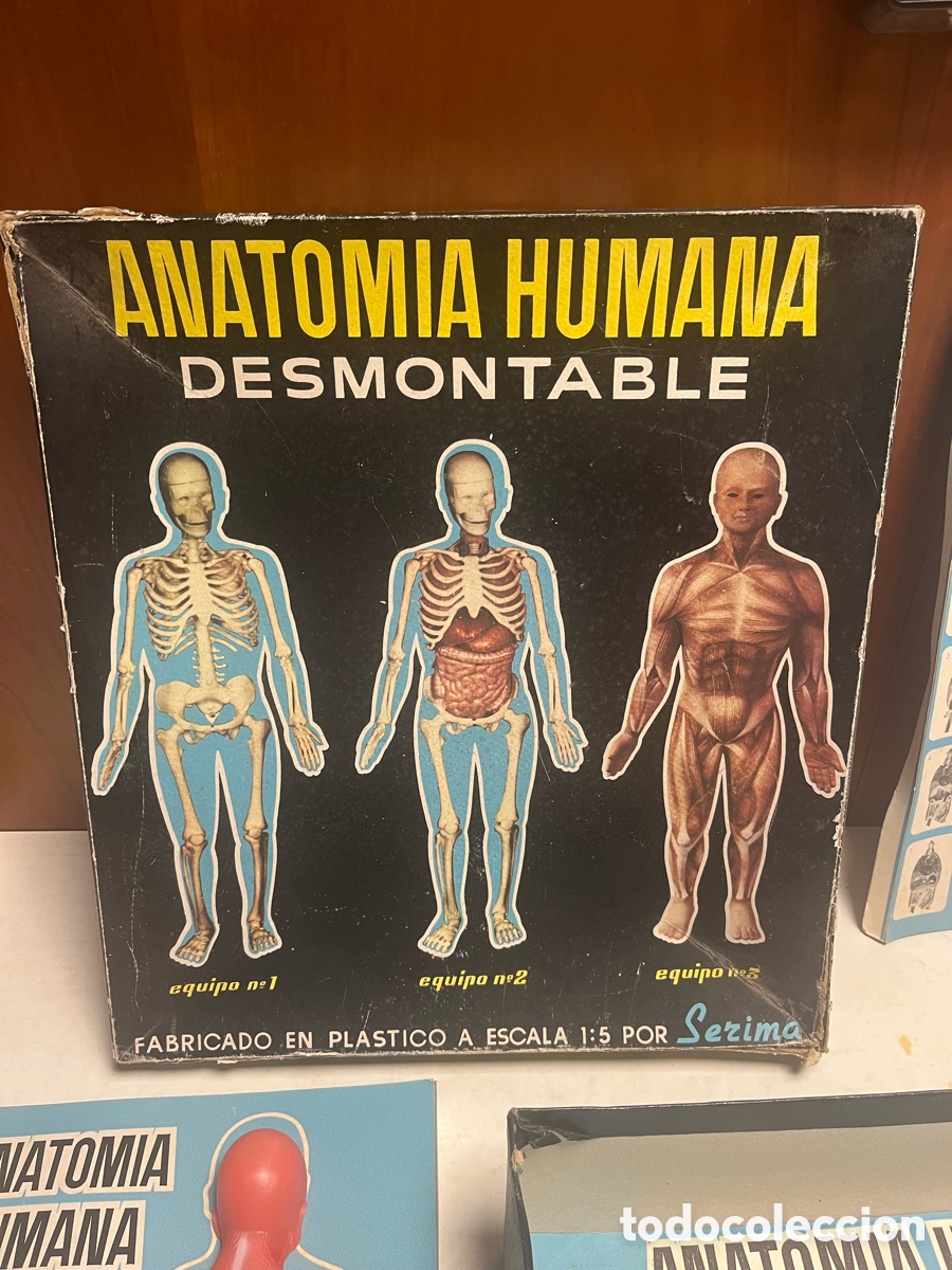 Juegos educativos: ANATOMIA HUMANA DESMONTABLE. JUEGO