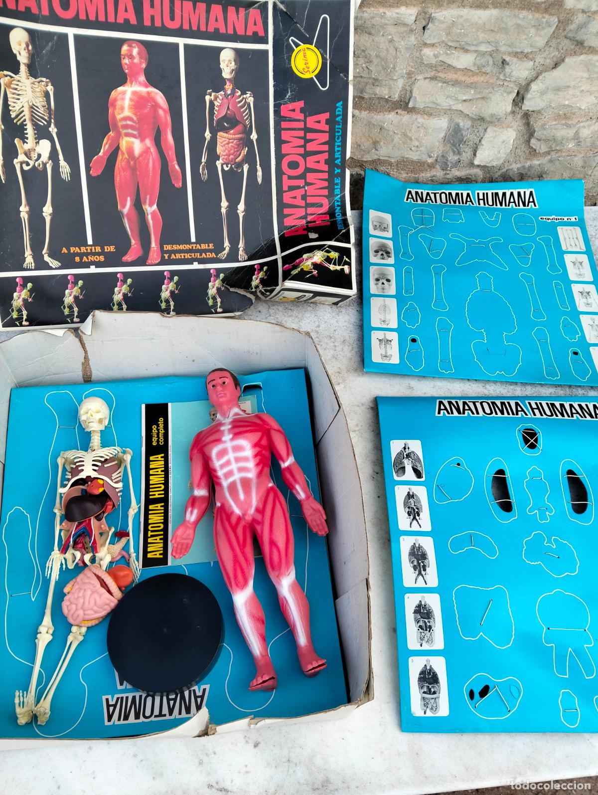 Juegos educativos: Anatom&iacute;a humana esqueleto modelo desmontable articulado juego educativo de mesa antiguo caja Serima