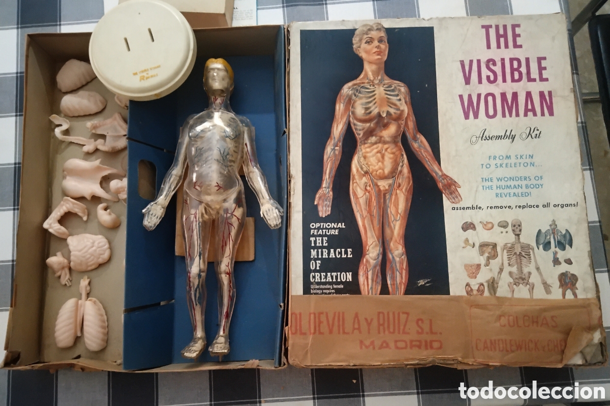 Juegos educativos: CAJA DE ANATOMIA HUMANA CUERPO DE MUJER