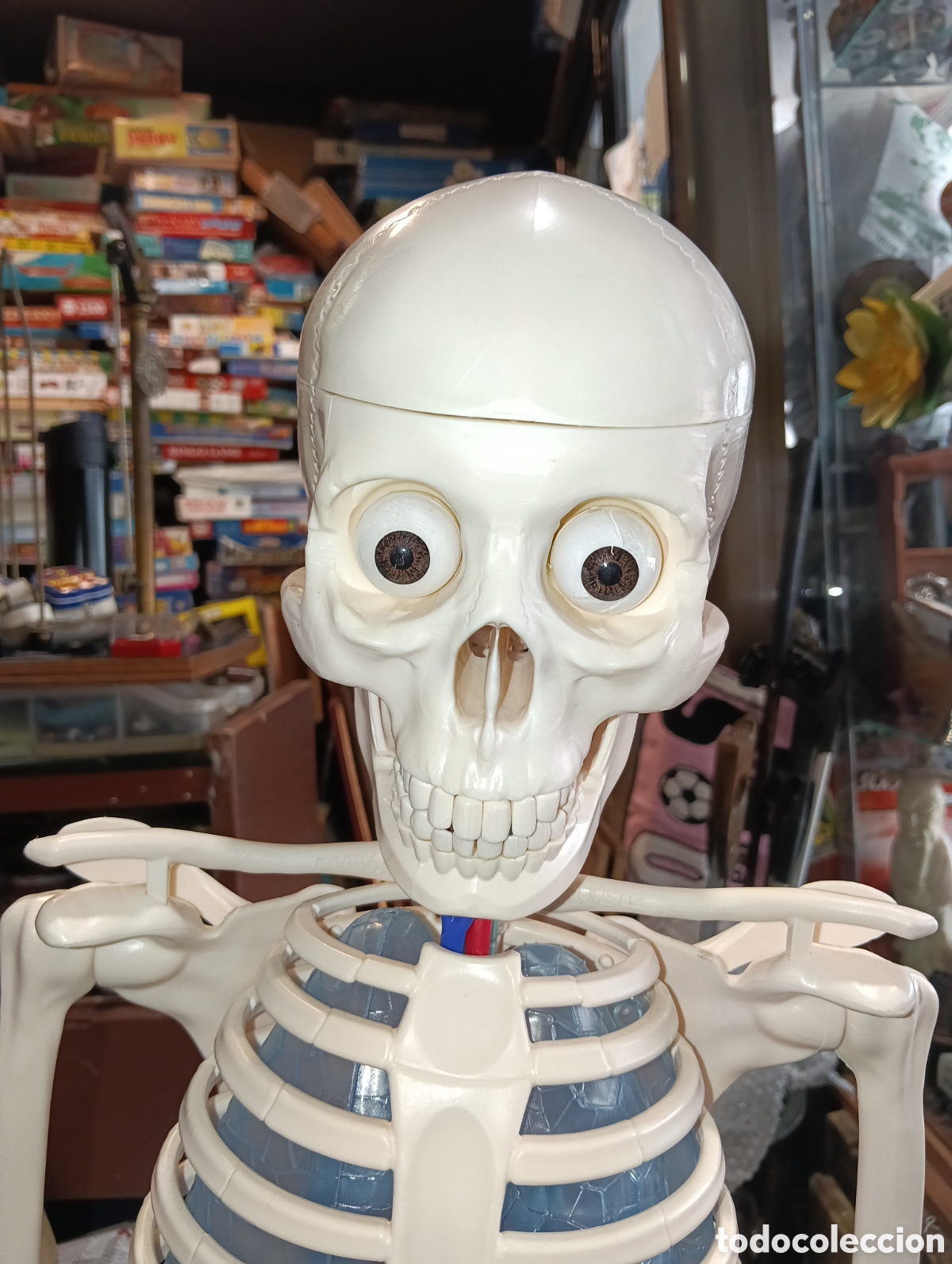 Juegos educativos: EL CUERPO HUMANO RBA ESQUELETO &Oacute;RGANOS M&Uacute;SCULOS
