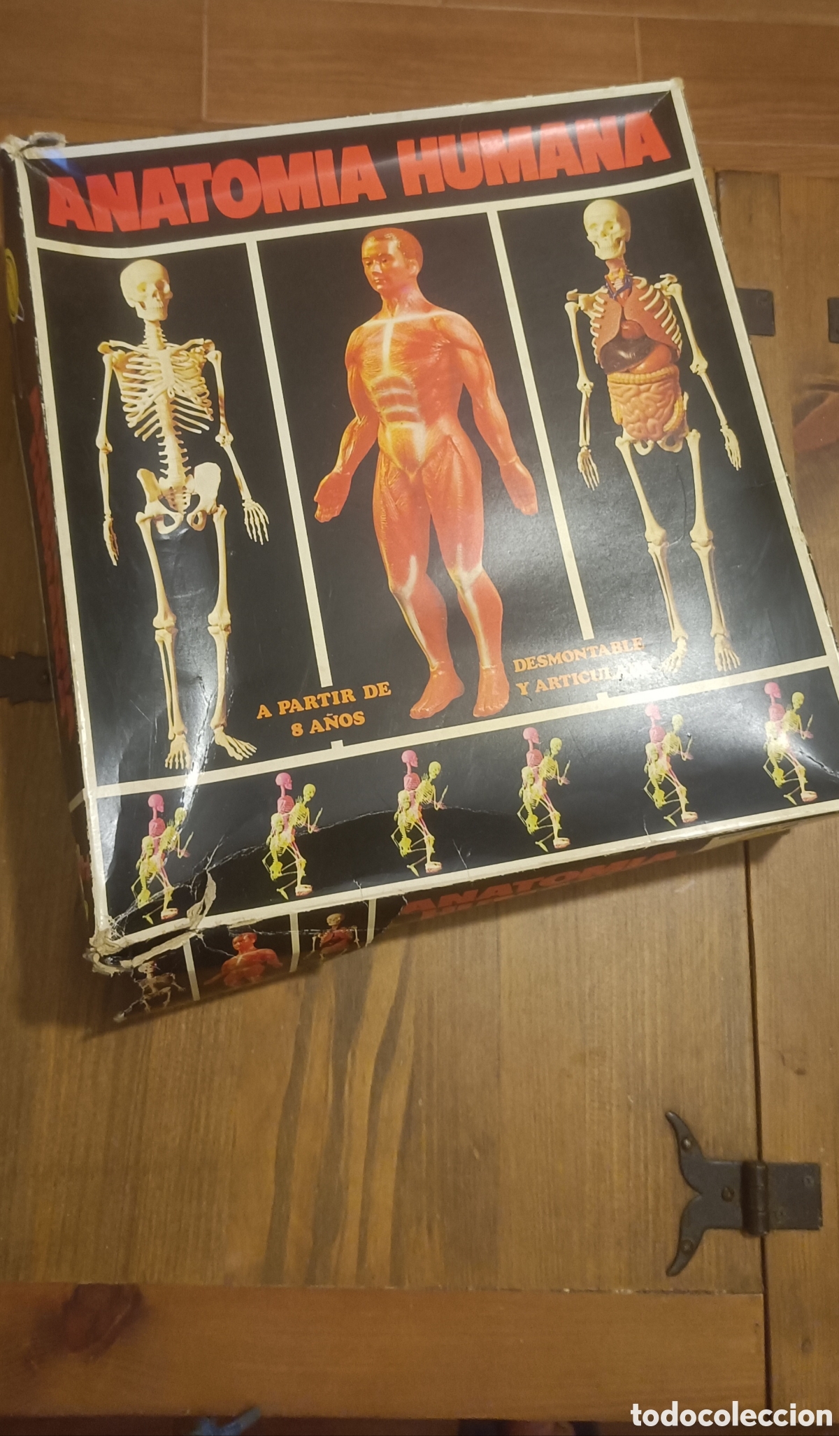 Juegos educativos: Anatom&iacute;a humana Serima A&ntilde;os 70 vintage Equipo n&deg; 4