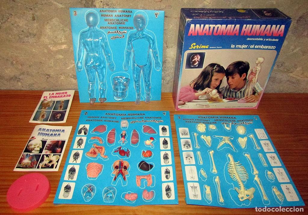Juegos educativos: ANATOMIA HUMANA: LA MUJER / EL EMBARAZO, DE SERIMA - NUEVO Y COMPLETO - A&Ntilde;OS 70