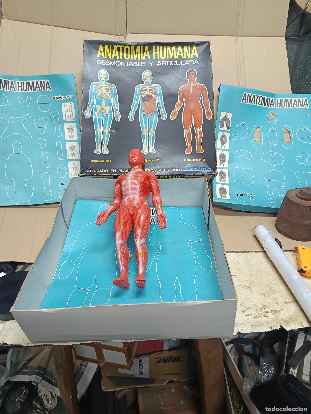 Juegos educativos: SER&Iacute;MA, ANATOM&Iacute;A HUMANA DESMONTABLE, EQUIPO N&deg;-1-2-3, COMPLETO Y MONTADO,