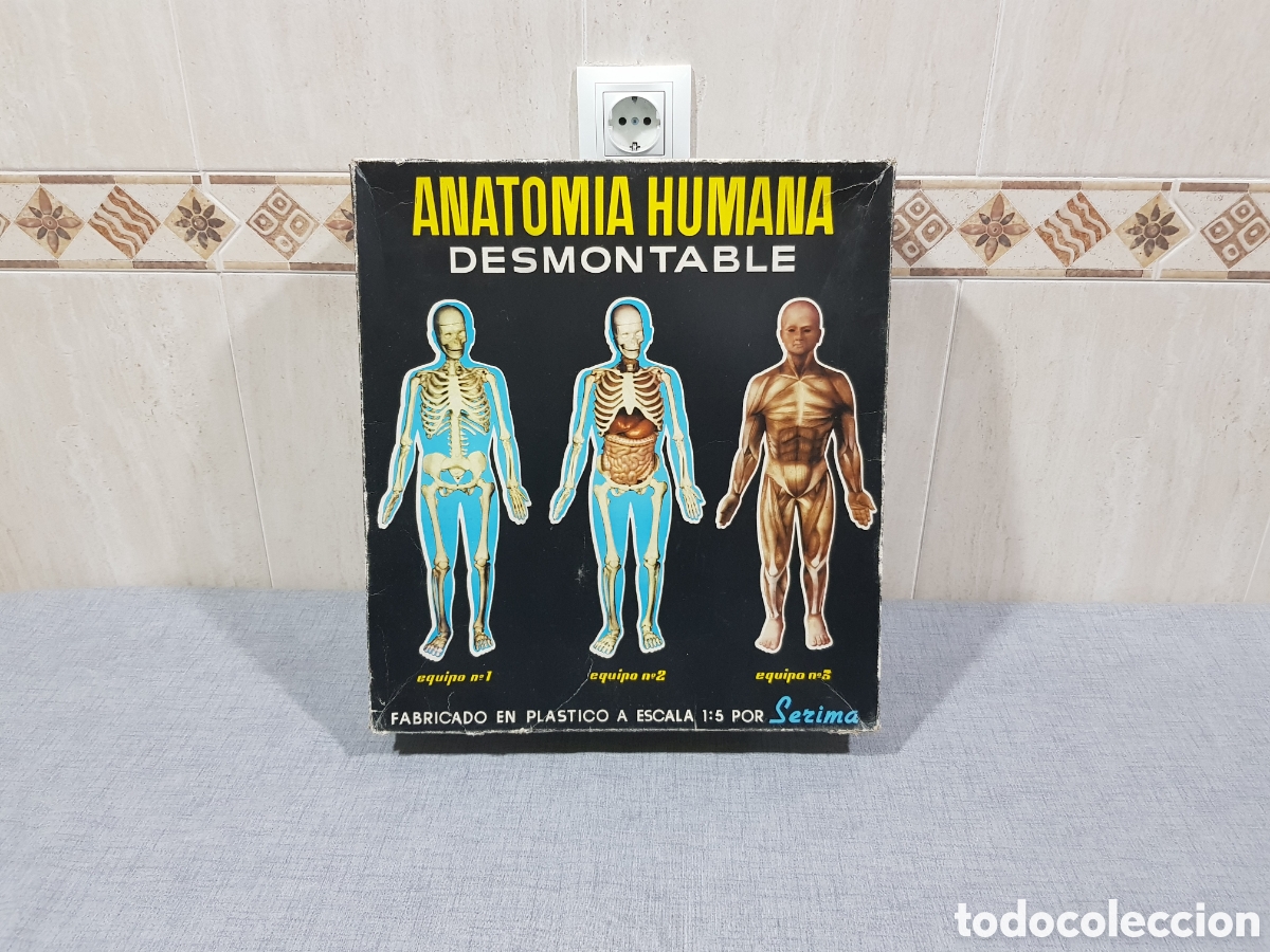 Juegos educativos: ANATOM&Iacute;A HUMANA DESMONTABLE SERIMA EQUIPO N⁰4 (A&Uacute;NA LOS EQUIPOS 1+2+3) ESQUELETO &Oacute;RGANOS M&Uacute;SCULOS