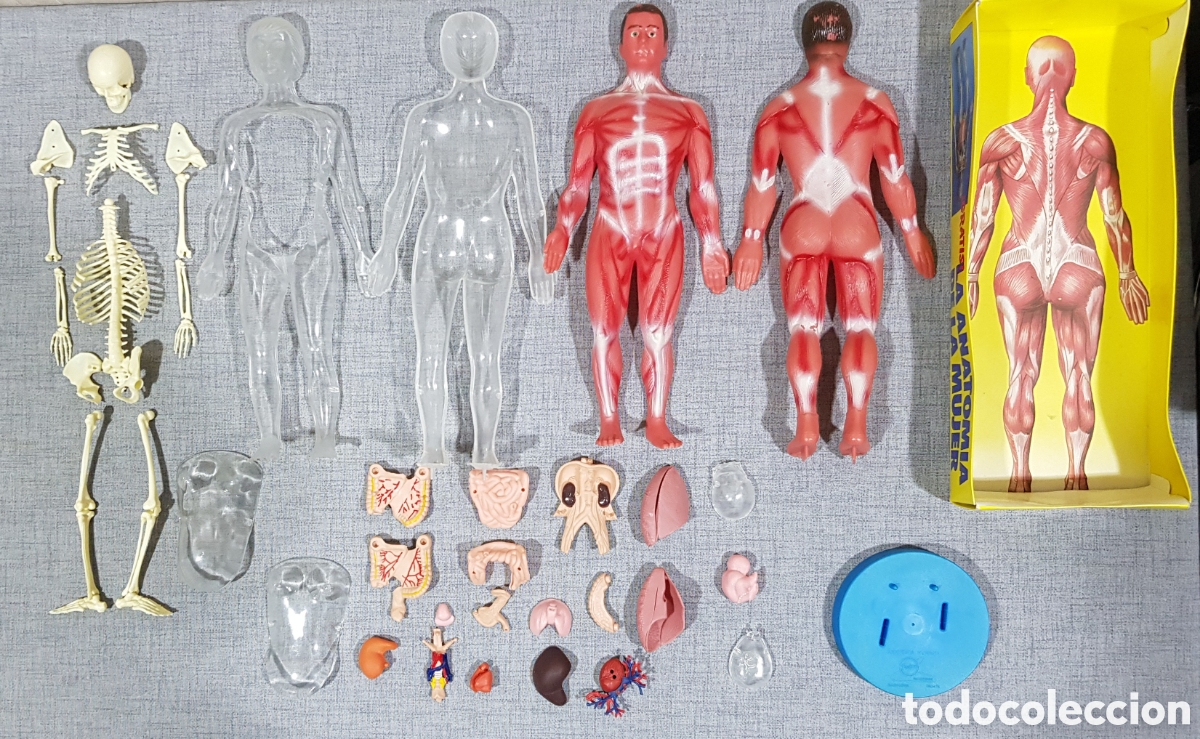 Educational Games: EL CUERPO HUMANO ANATOM&Iacute;A DEL HOMBRE Y LA MUJER DESPIECE SERIMA PLANETA-AGOSTINI
