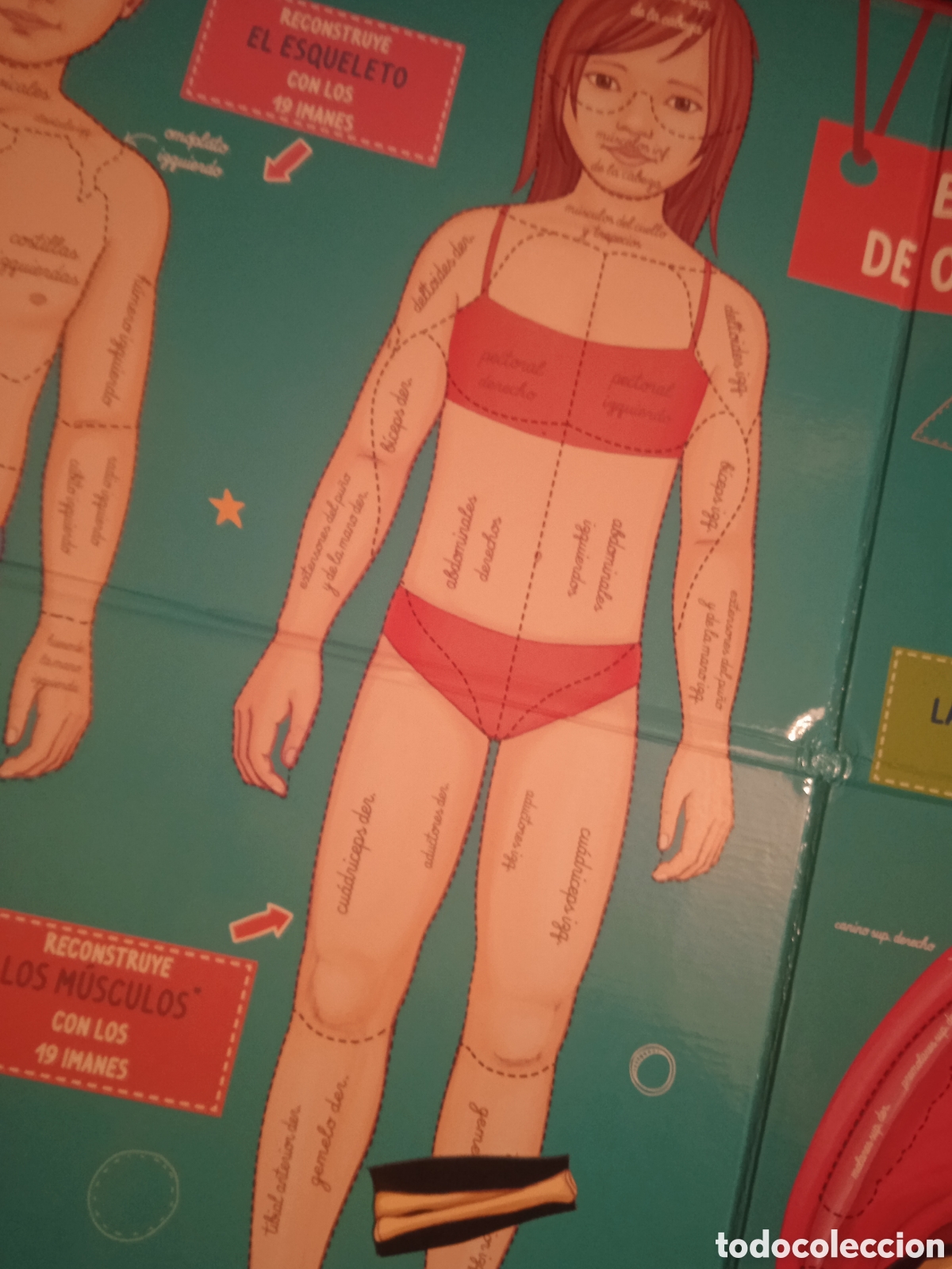 Juegos educativos: COMO FUNCIONA MI CUERPO COMPLETO - Foto 6