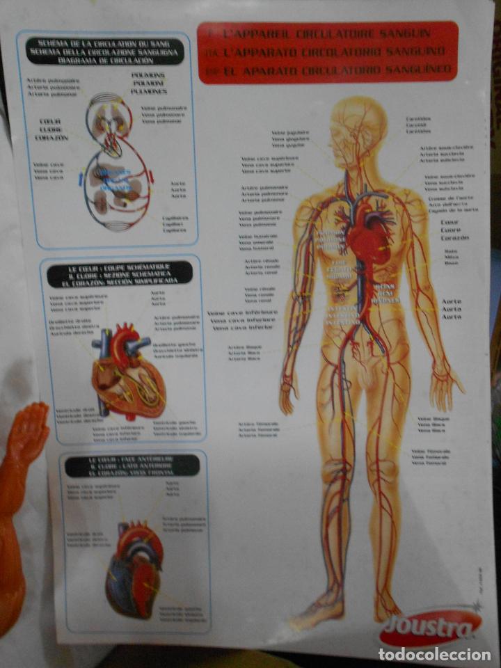 Juegos de mesa: JUEGO DE ANATOMIA - Foto 7