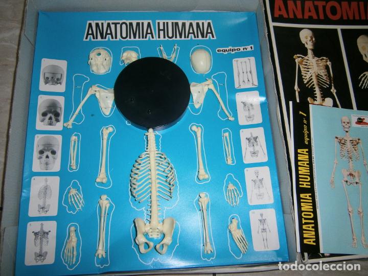 anatomia humama desmontable cuerpo humano - Compra venta en todocoleccion