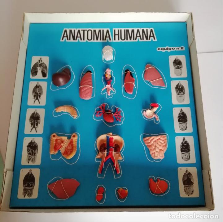 Juegos de mesa: ANATOMIA HUMANA EQUIPO N&ordm;2, EN CAJA. CC - Foto 2