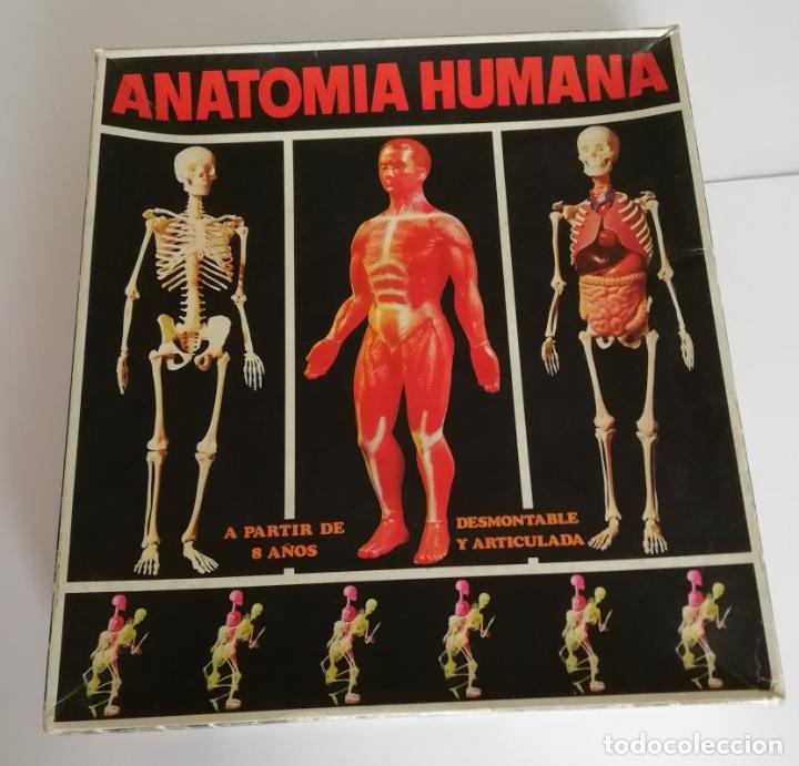 Juegos de mesa: ANATOMIA HUMANA EQUIPO N&ordm;2, EN CAJA. CC - Foto 1