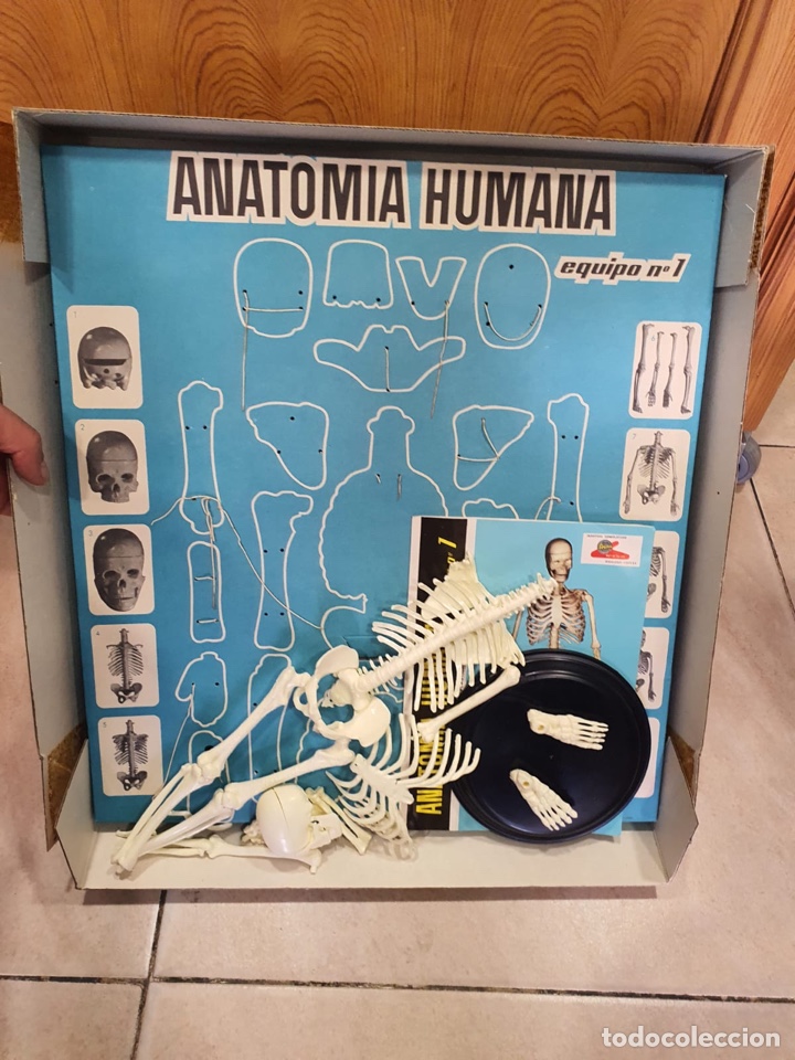 Juegos de mesa: Juego anatom&iacute;a humana - Foto 3