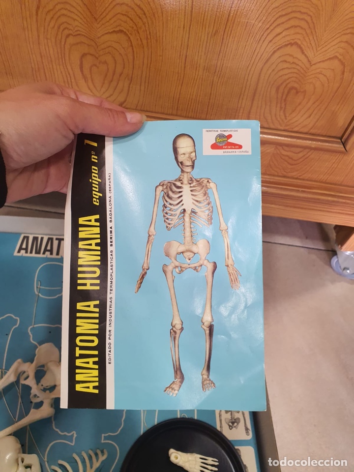 Juegos de mesa: Juego anatom&iacute;a humana - Foto 4