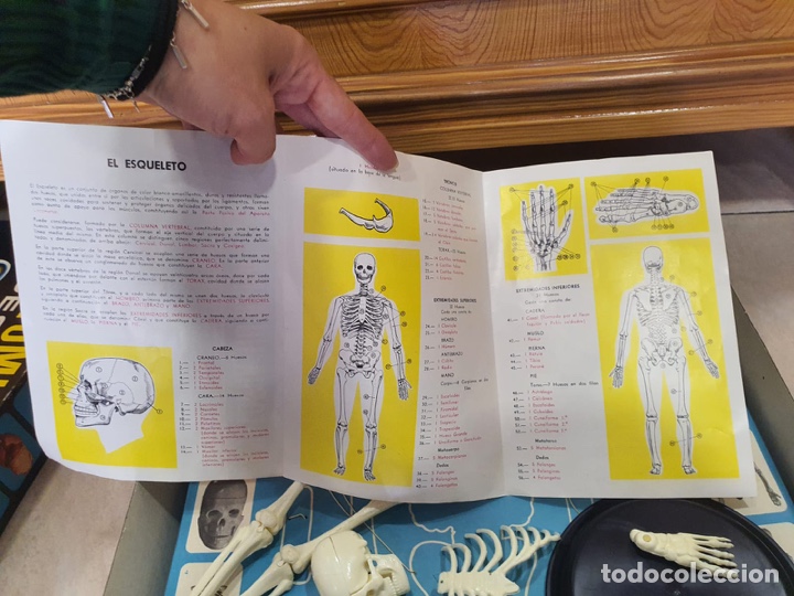 Juegos de mesa: Juego anatom&iacute;a humana - Foto 6