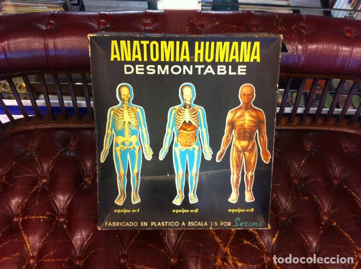 Altes Spielzeug und Spiele: ANATOM&Iacute;A HUMANA DESMONTABLE. SERIMA. EQUIPO 1, 2, 3