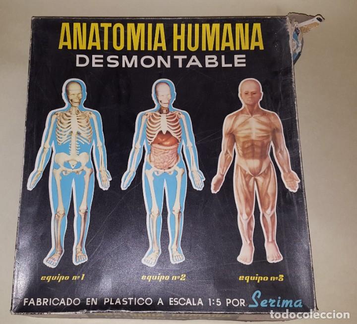 anatomia humama desmontable cuerpo humano - Compra venta en todocoleccion