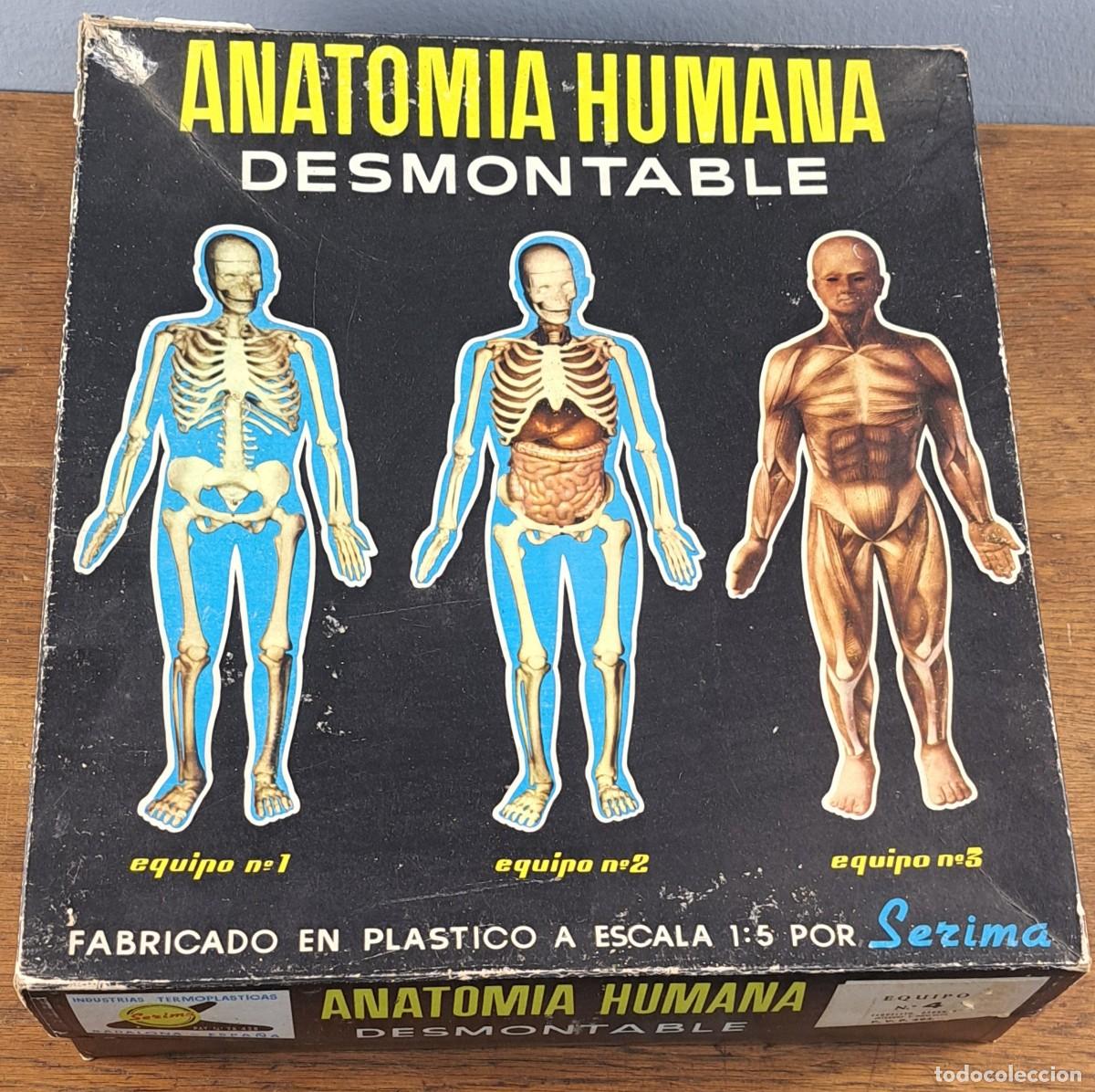 Juguetes antiguos y Juegos de colecci&oacute;n: Anatom&iacute;a Humana Desmontable, Serima, Escala 1:5, a&ntilde;os 70, Incompleto