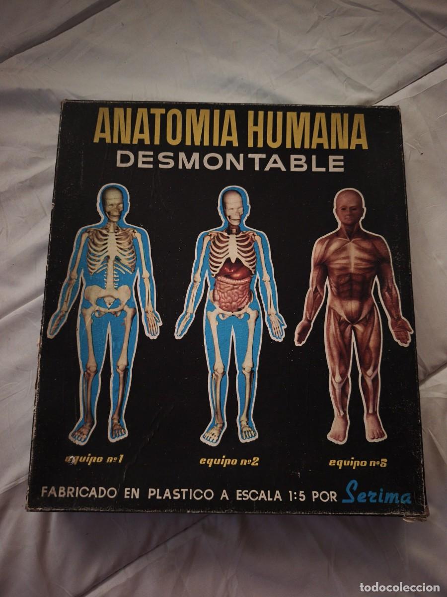 Juguetes antiguos y Juegos de colecci&oacute;n: &rdquo;Anatom&iacute;a Humana Desmontable&rdquo;, un emblem&aacute;tico juego educativo vintage de los a&ntilde;os 60 y 70