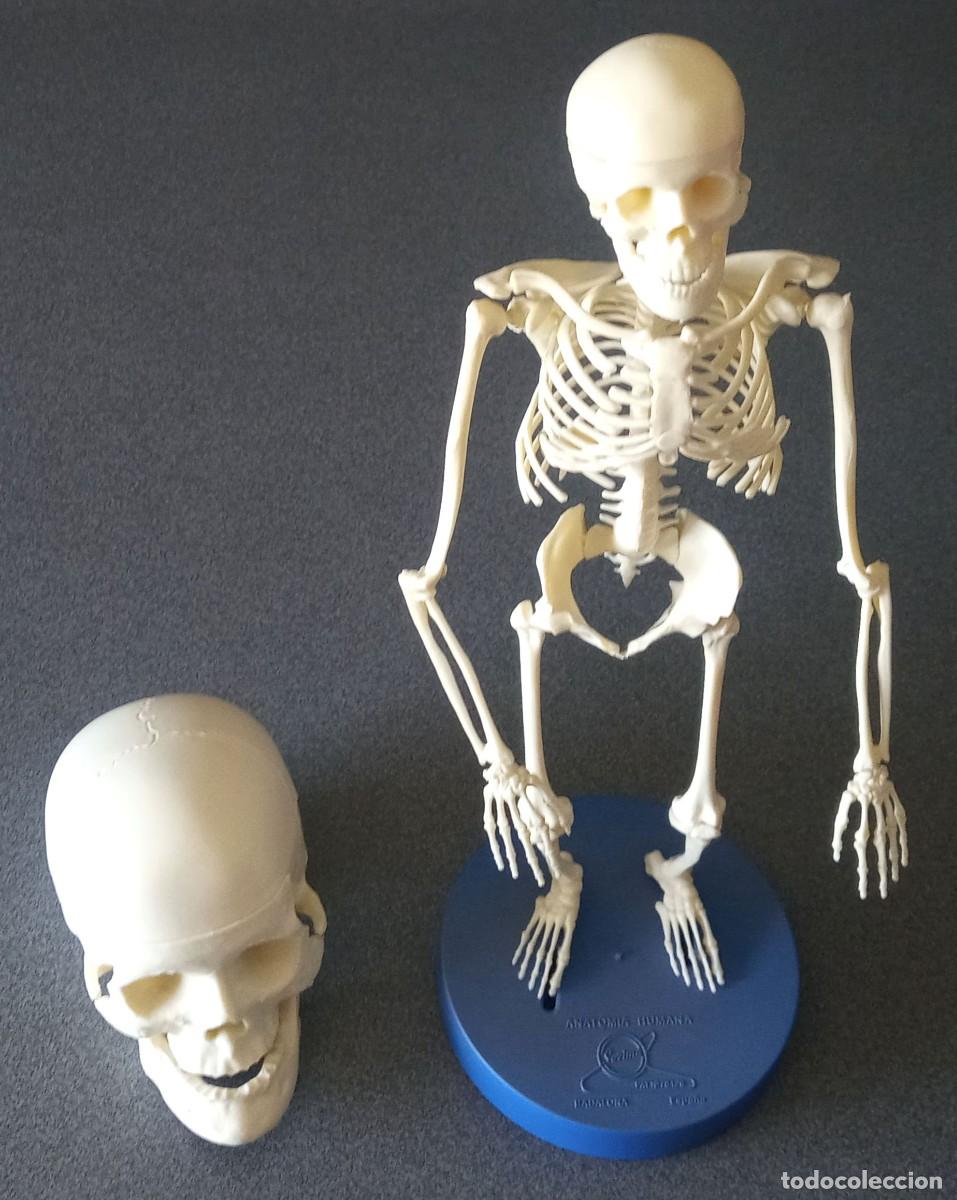 Juguetes antiguos y juegos de colecci&oacute;n: Esqueleto y cr&aacute;neo Anatomia Humana Serima