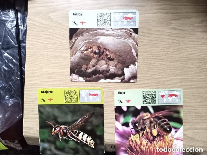 Juguetes antiguos y juegos de colecci&oacute;n: FICHAS ANIMALES - AVISPA - ABEJORRO- ABEJA